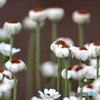街の花