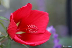 街の花