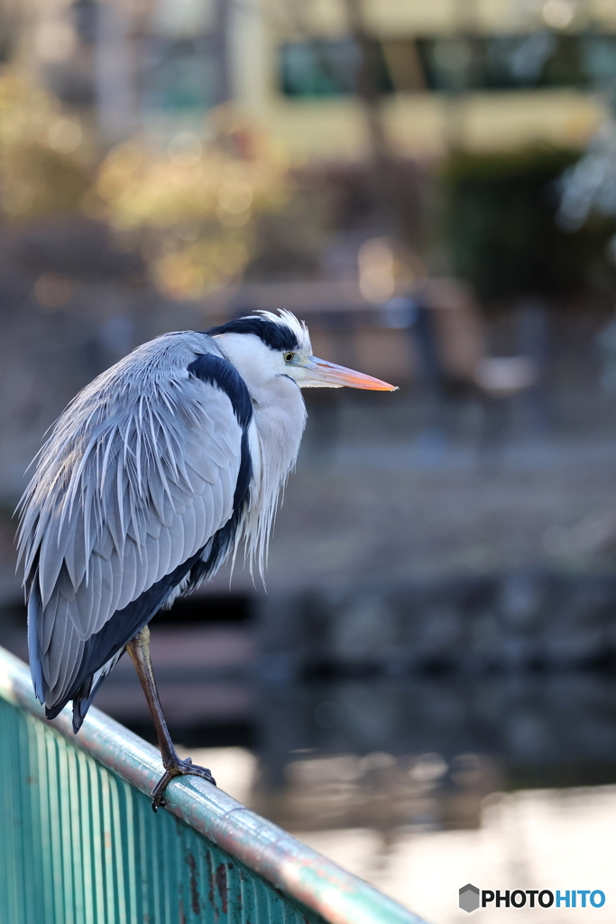 野鳥