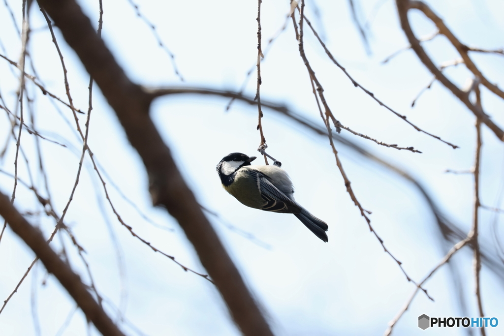 野鳥