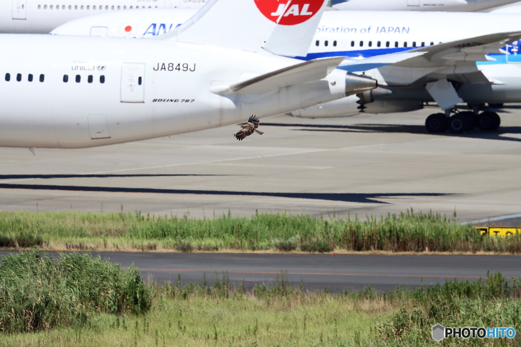 HANEDA