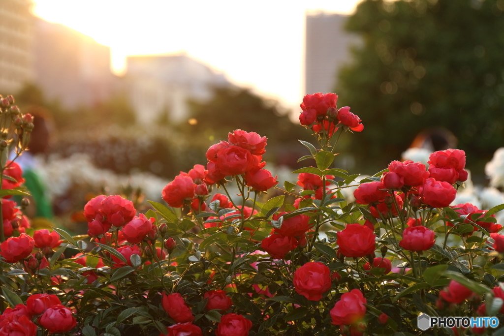 街の花