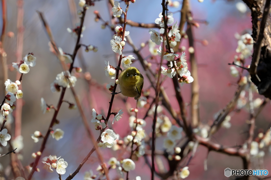 野鳥