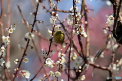 野鳥