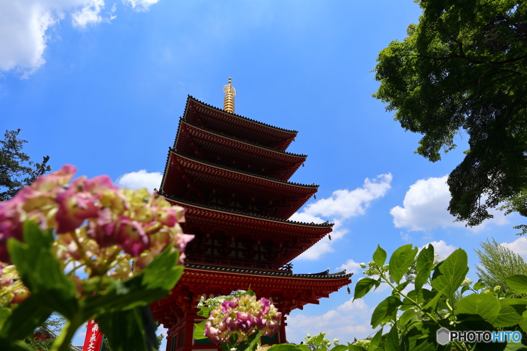 街の花