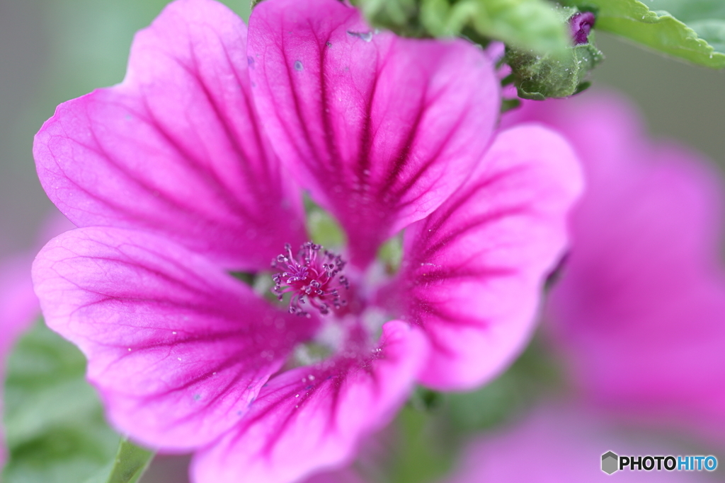 街の花