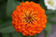 orange色(遊歩道の花）