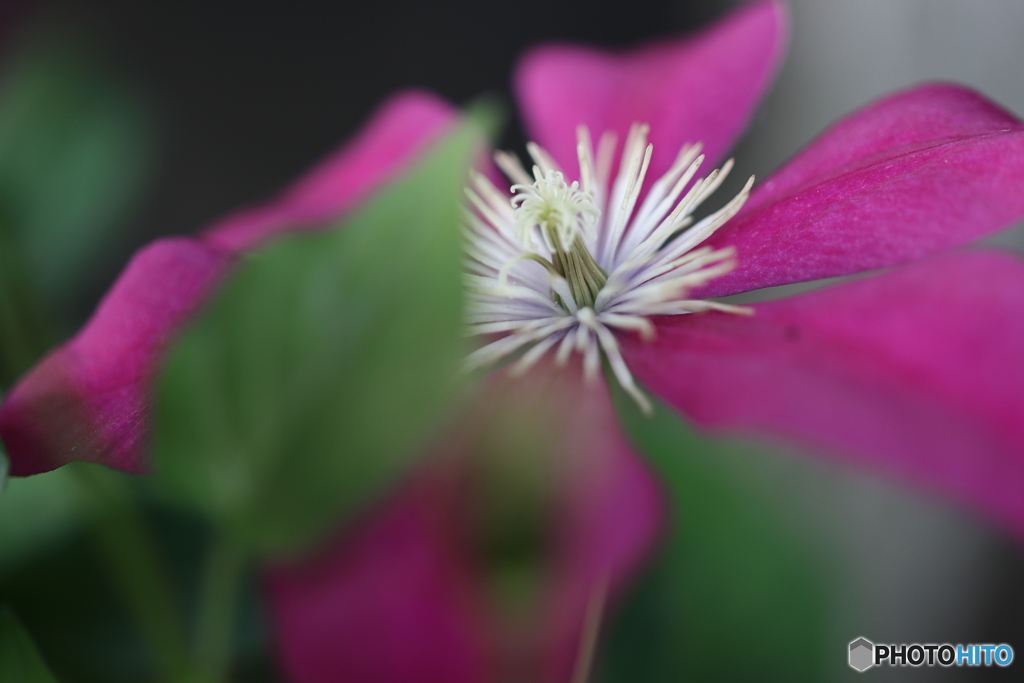街の花