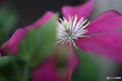 街の花