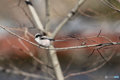 野鳥
