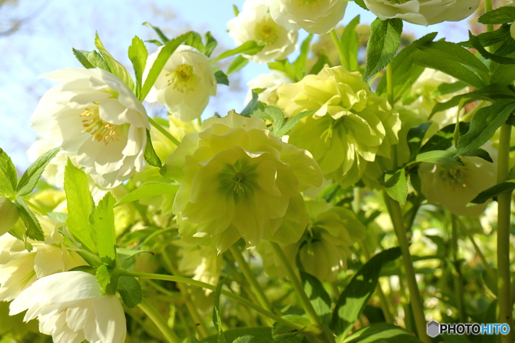 街の花