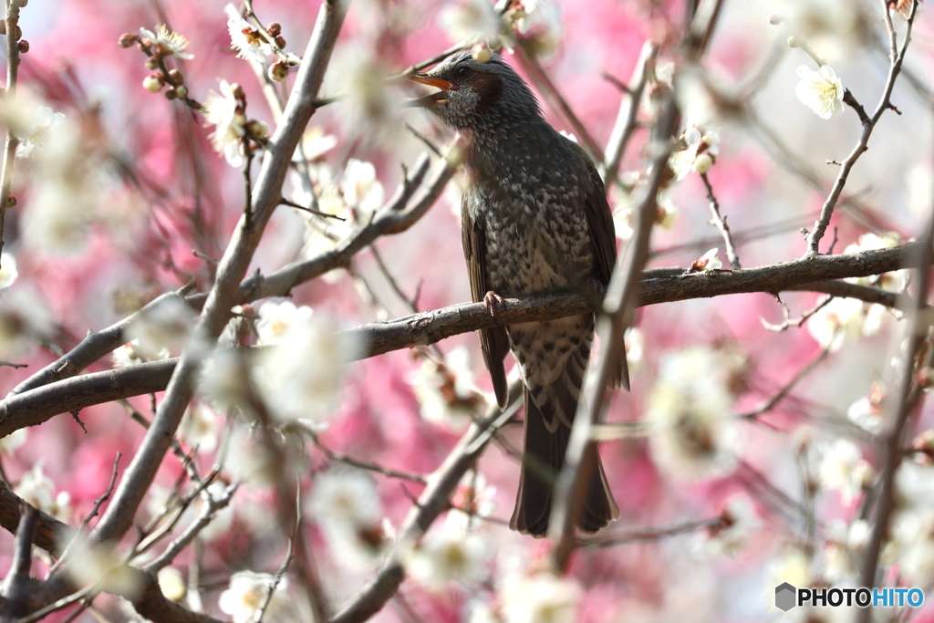 野鳥