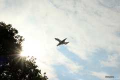 HANEDA