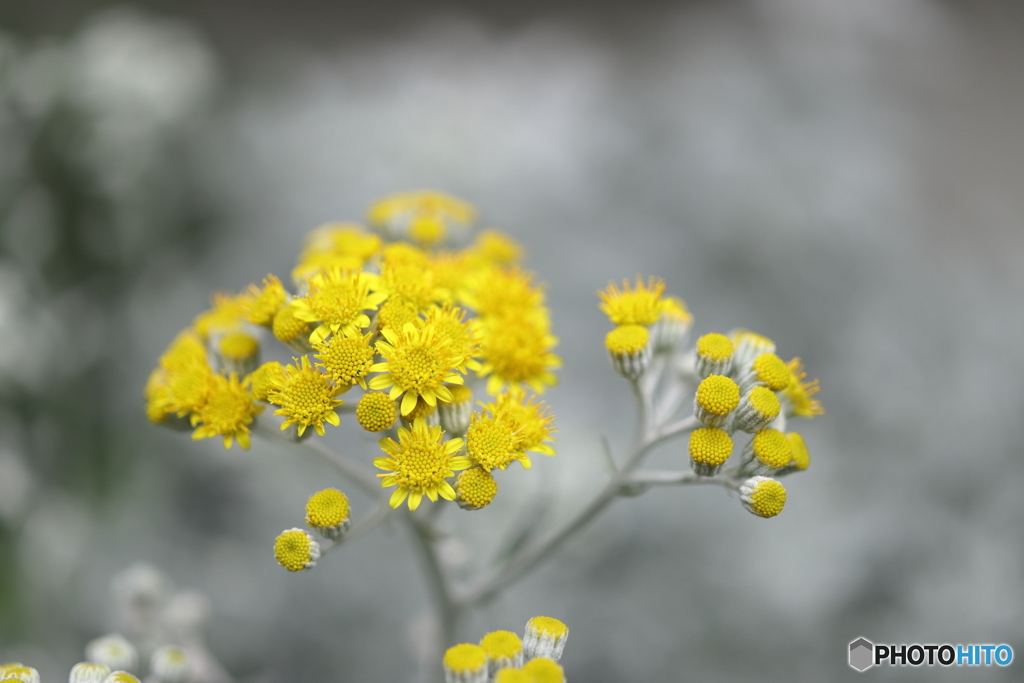 街の花
