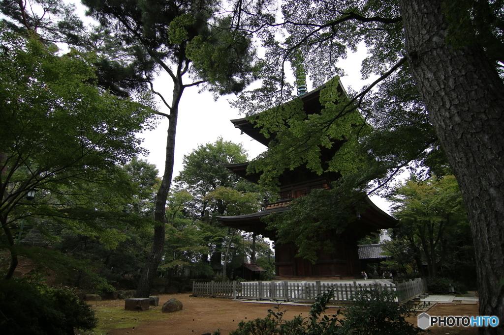 豪徳寺