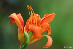 街の花