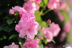 街の花
