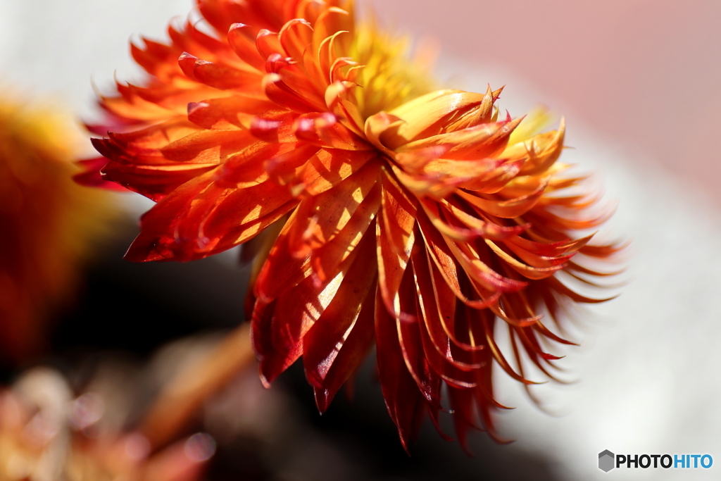 街の花