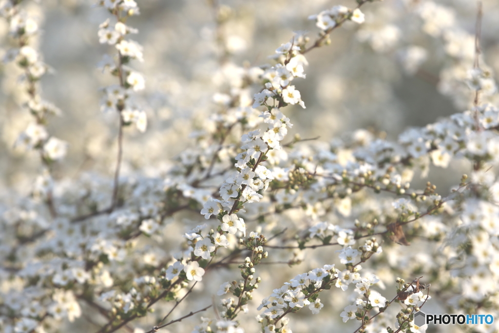 街の花