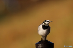 野鳥