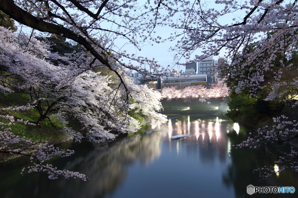 夜桜