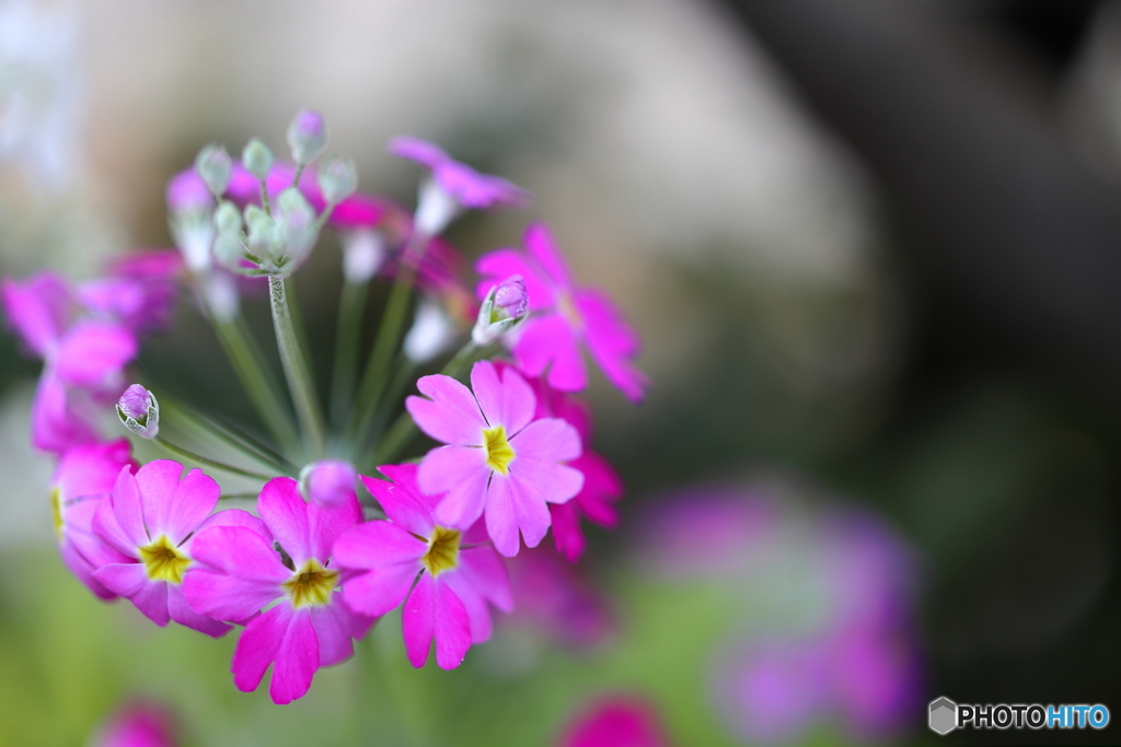 街の花