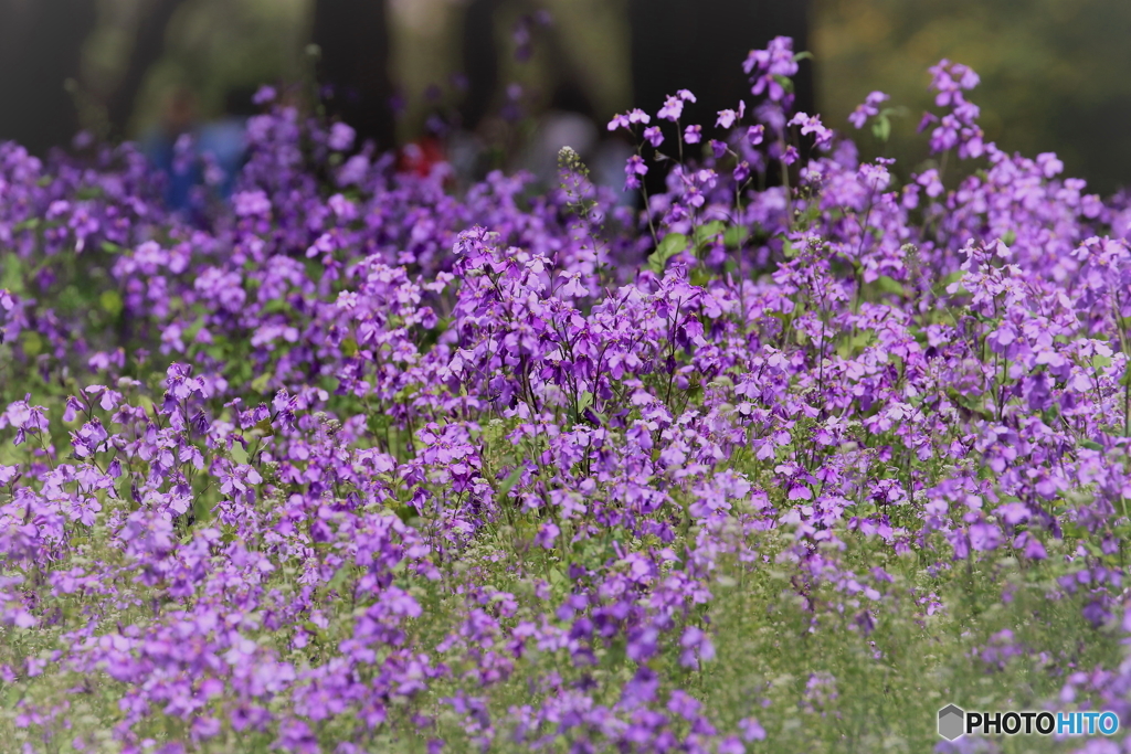 お花畑