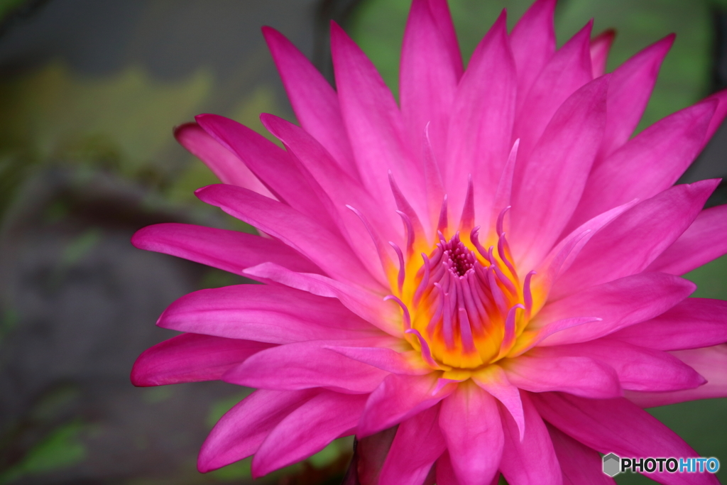 園の花