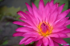 園の花