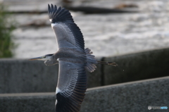 野鳥