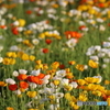 街の花