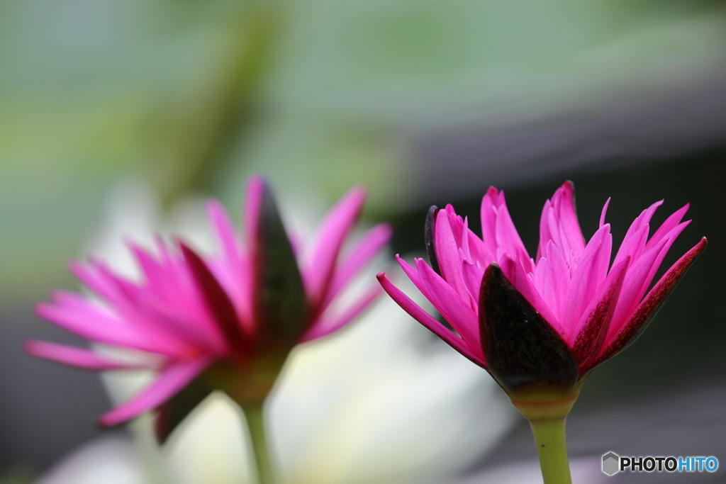 園の花
