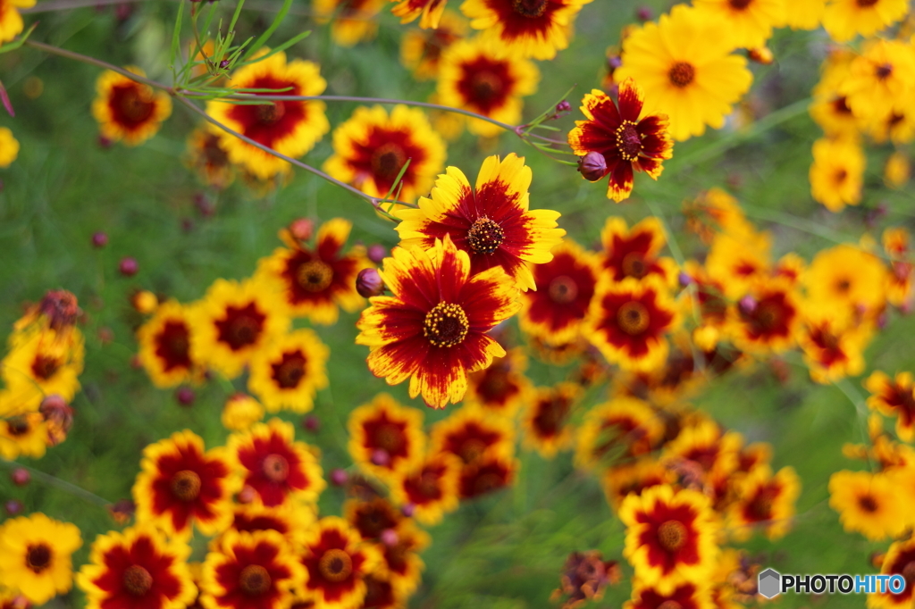 街の花