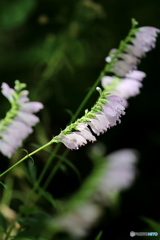 園の花