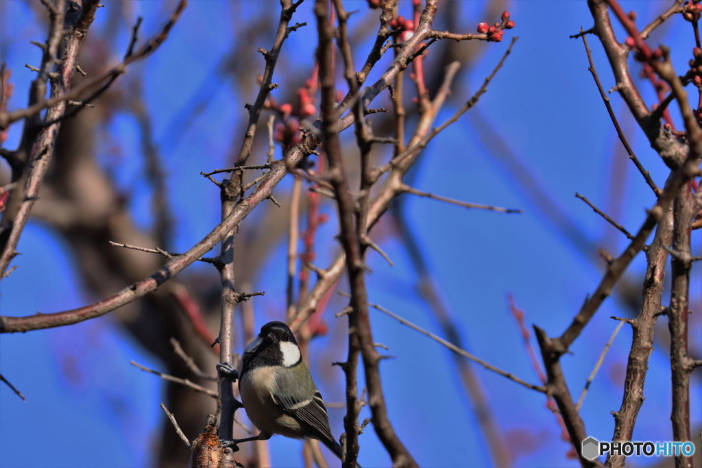 野鳥