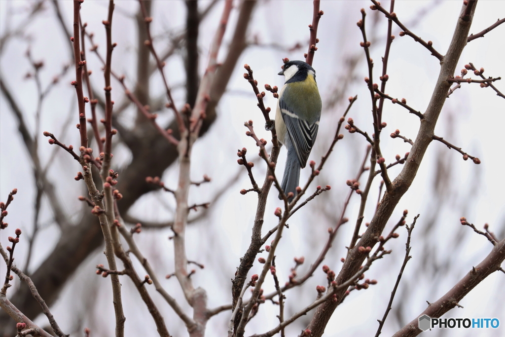 野鳥