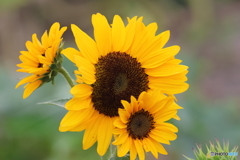 街の花