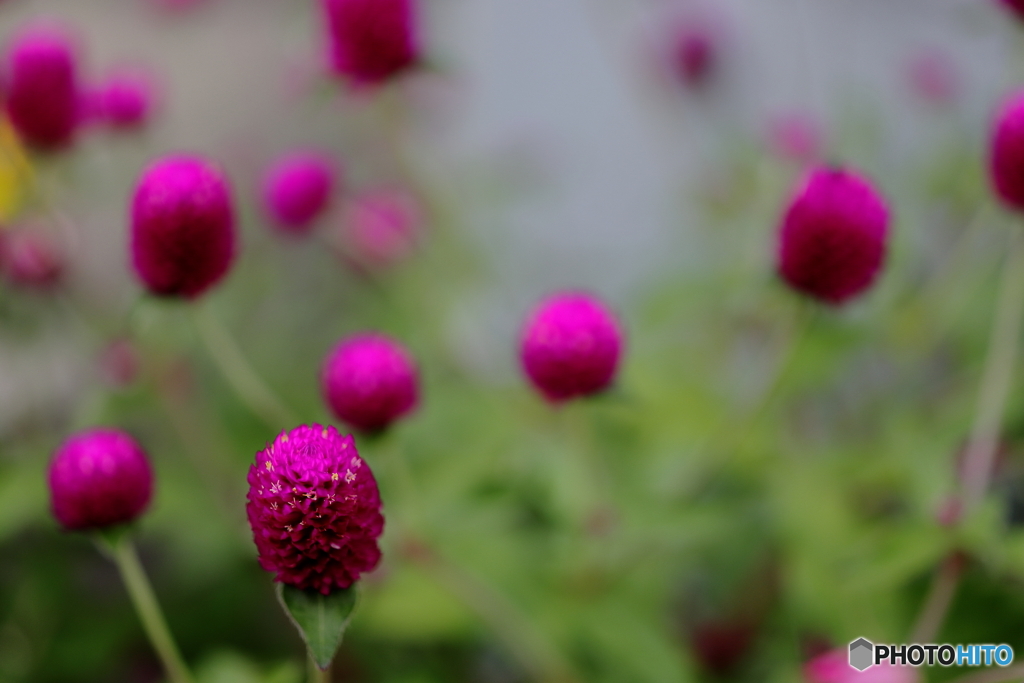 街の花