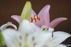 街の花
