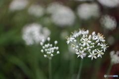 街の花