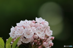 街の花
