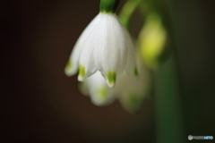 街の花