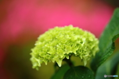 街の花