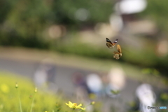 園の花