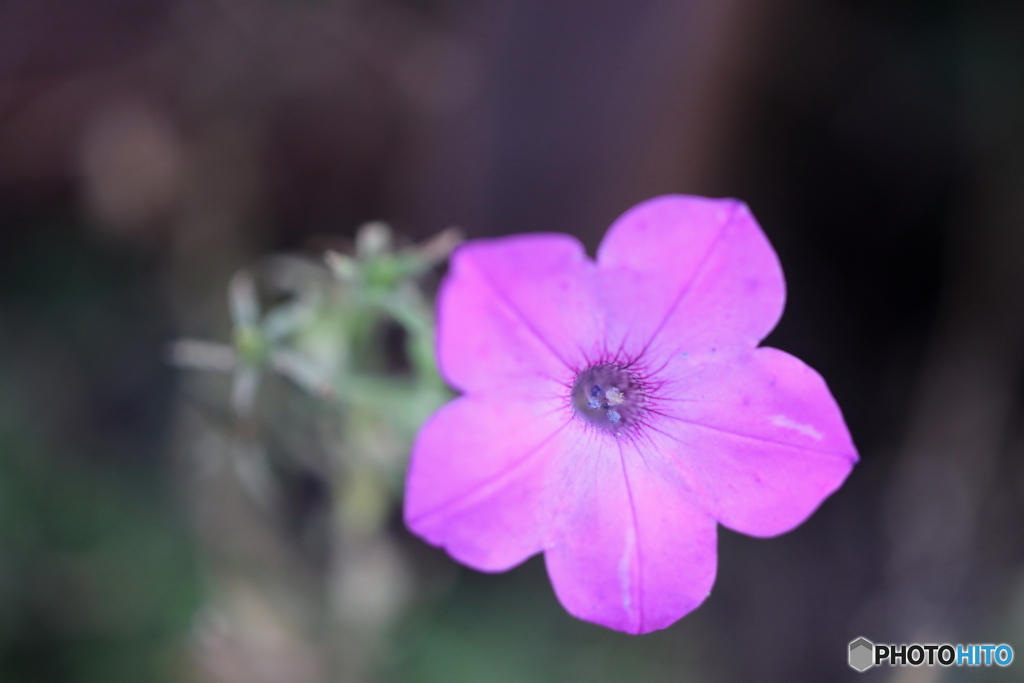 街の花