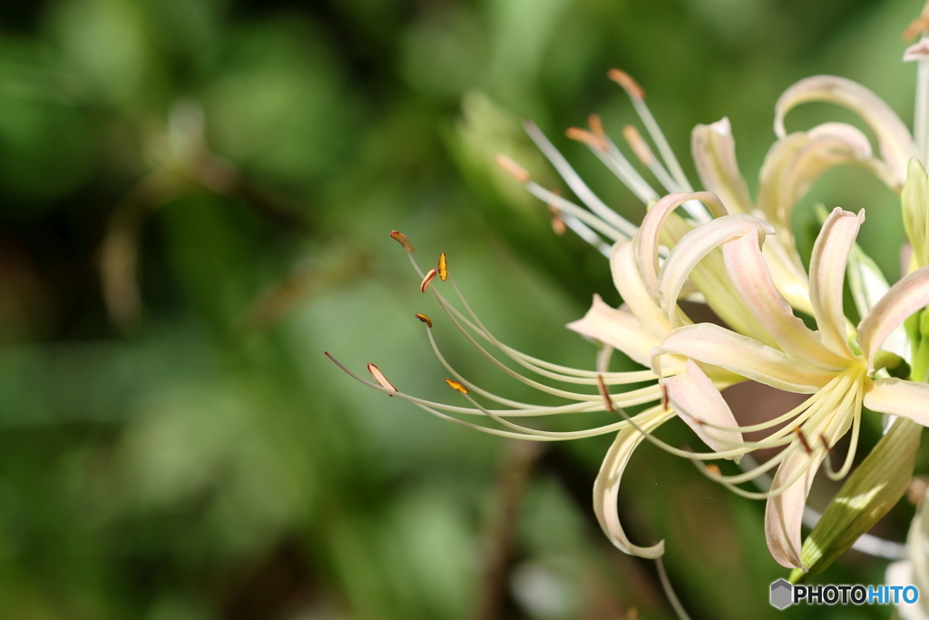 園の花