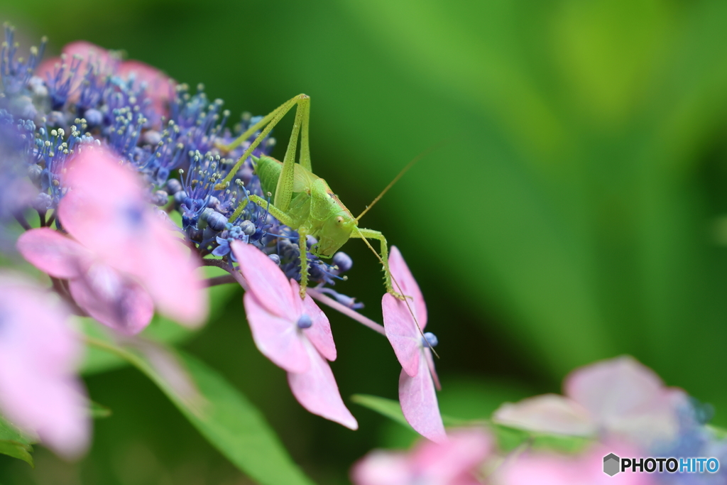 郷土の森