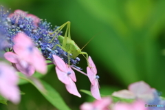 郷土の森