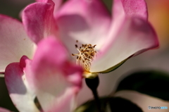 薔薇