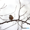 野鳥